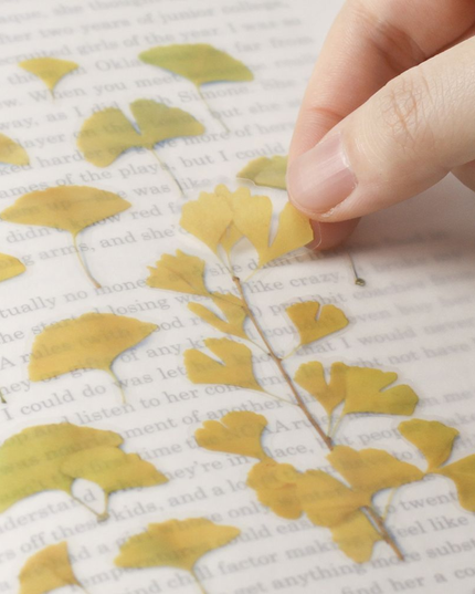 Clear Pressed Flower Sticker Sheet - Ginkgo