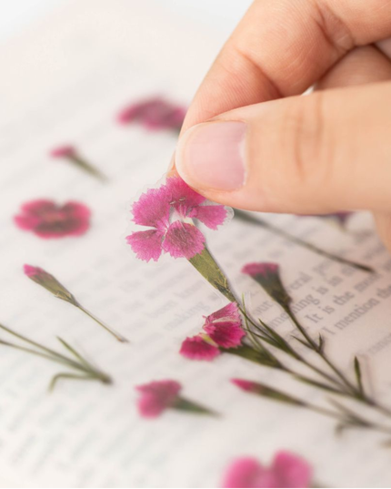 Clear Pressed Flower Sticker Sheet - China Pink